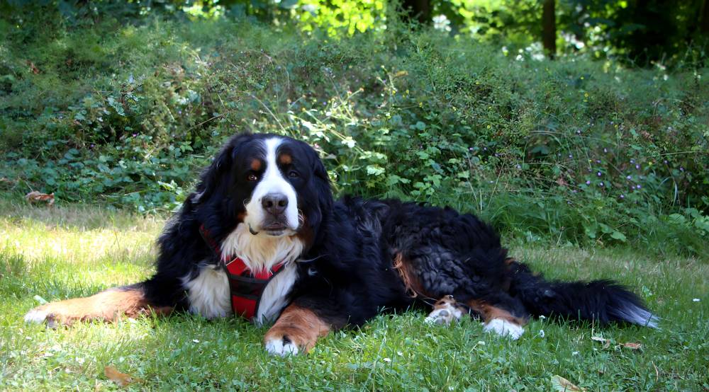 CHEVALL_4422.sabrina maignot-juin2025