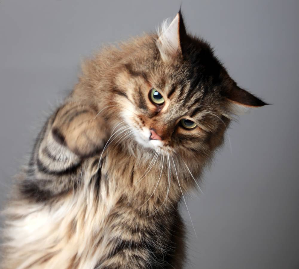 STUART_4527.sabrina maignot-novembre2025