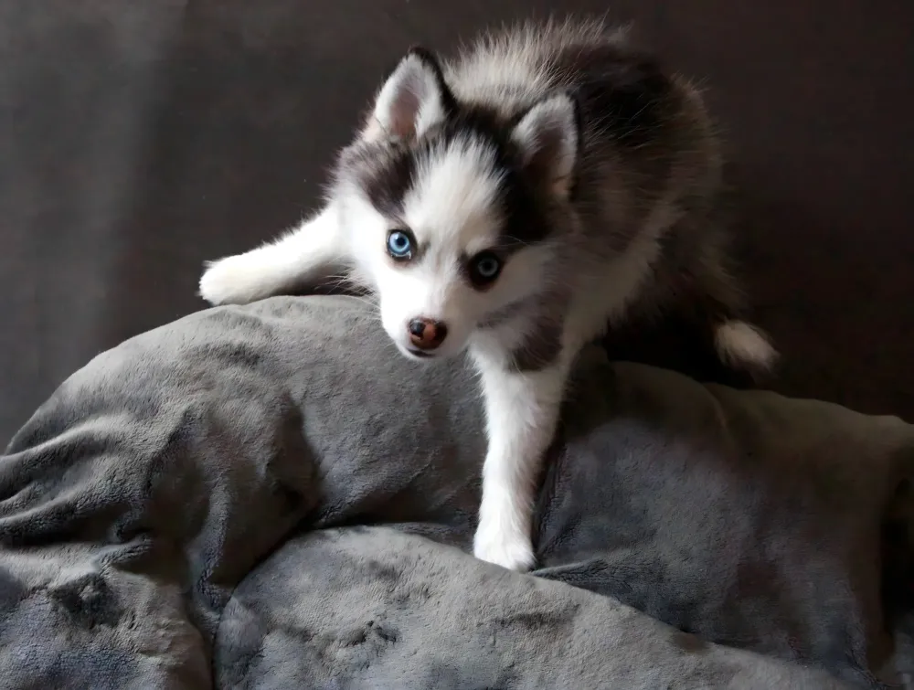maya-chiot-yeux-bleus-photo-animaliere-dijon.jpg