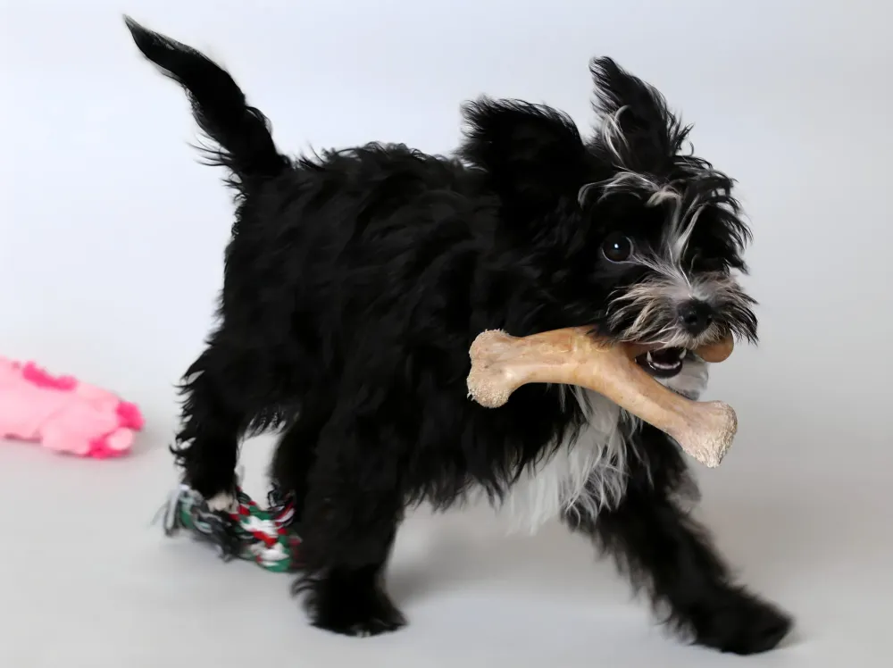albert-chien-avec-os-seance-photo-animaliere-dijon.jpg