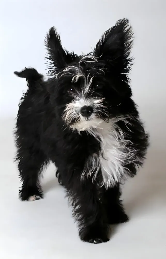 albert-chien-croise-yorkshire-bichon-maltais-photographe-dijon.jpg