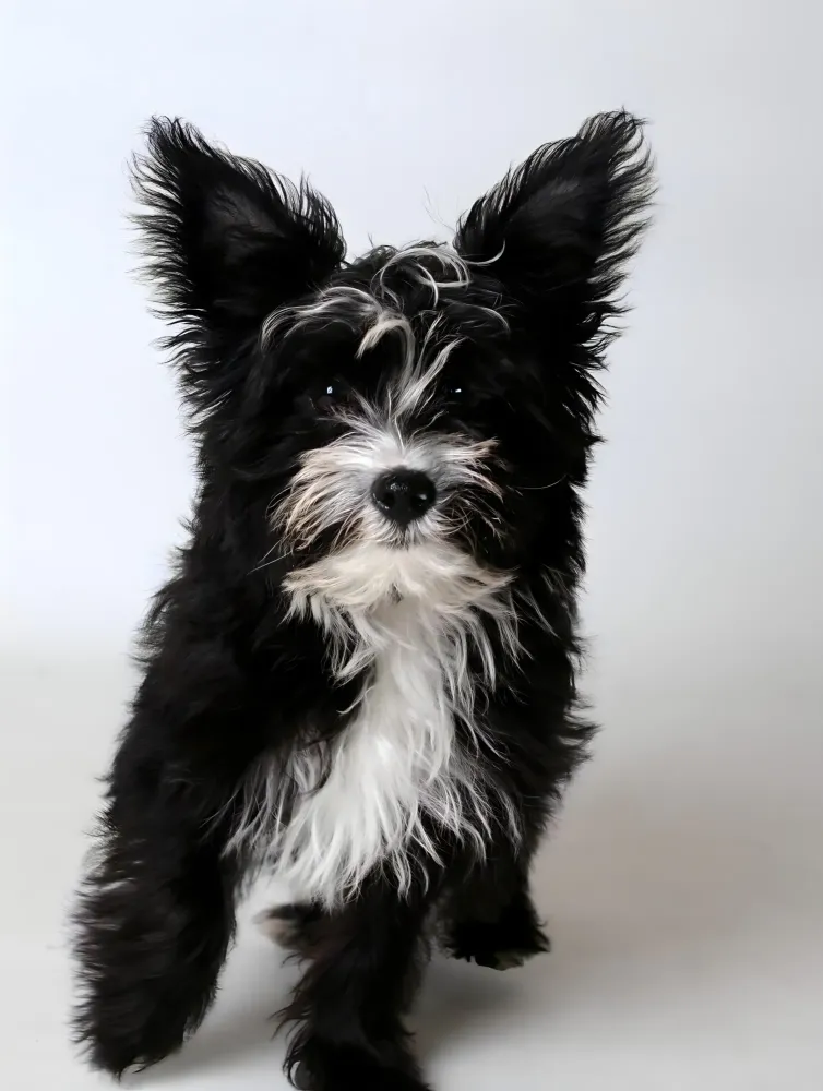 portrait-albert-chien-photographe-animalier-dijon.jpg
