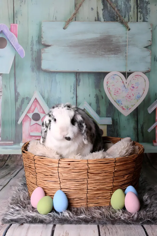 lapin-bounty-panier-paques-photographe-dijon.jpg