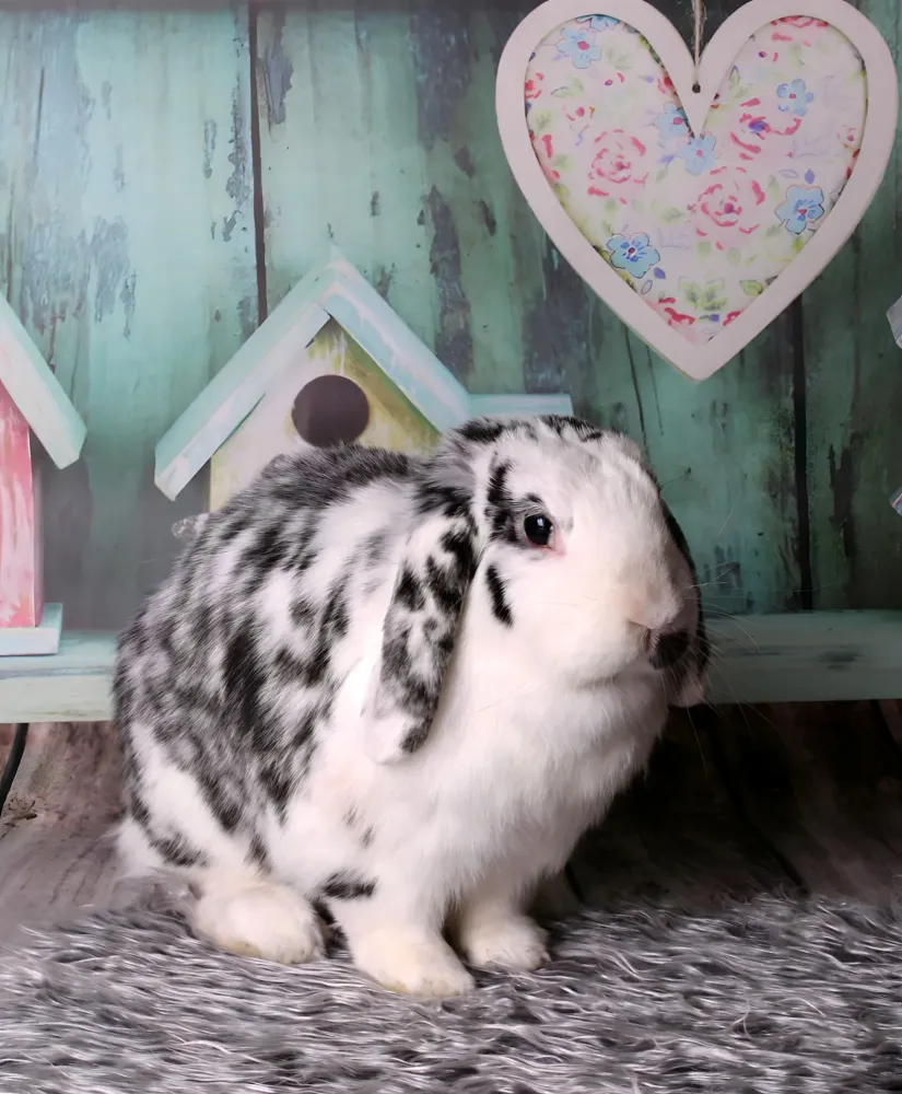 portrait-lapin-belier-home-studio-dijon.jpg