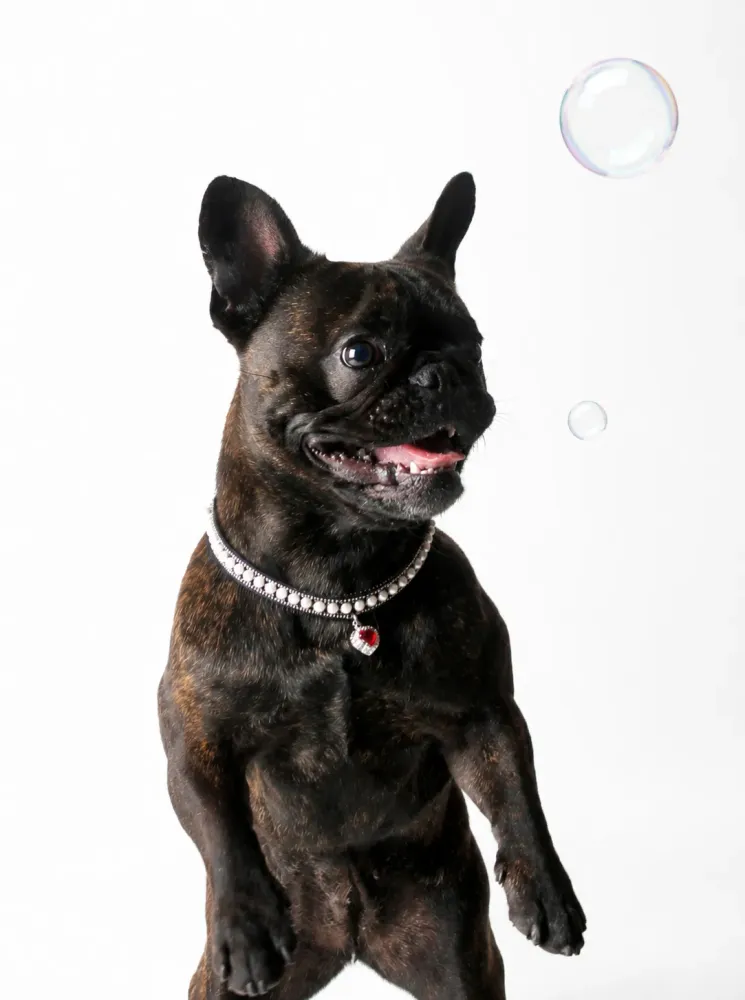 bouledogue-francais-vita-bulles-photo-animal-photographe-dijon.jpg