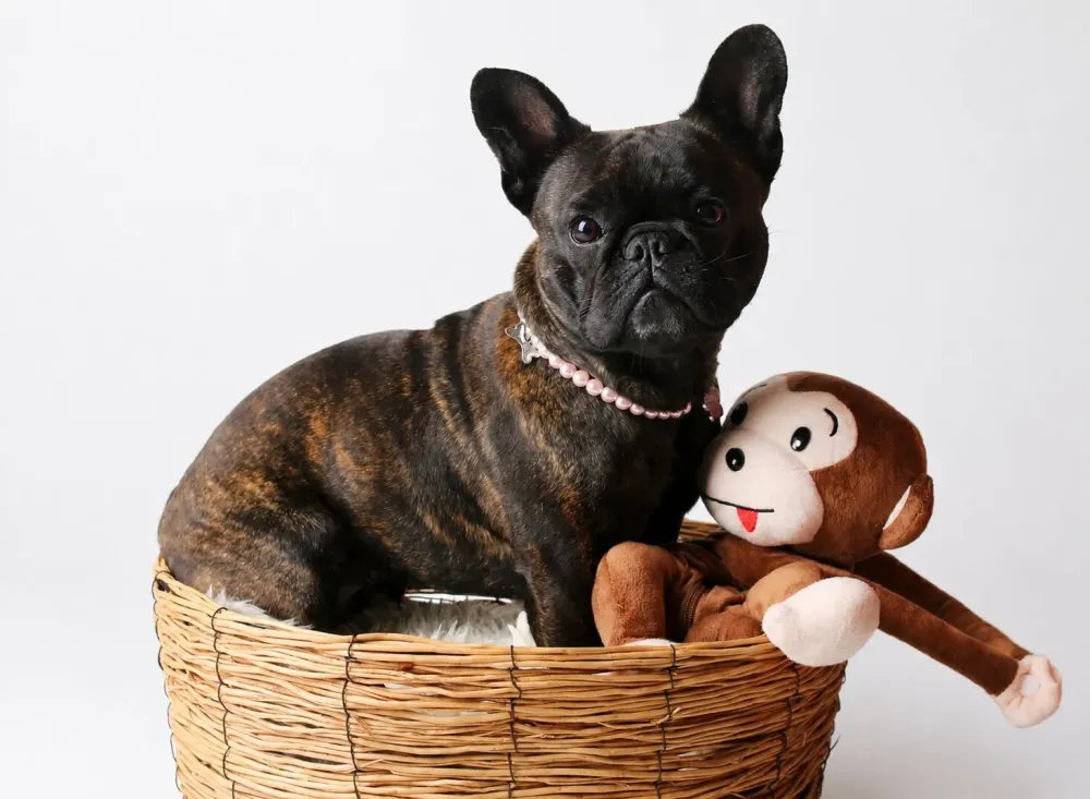 bouledogue-francais-vita-panier-seance-photo-chien-photographe-dijon