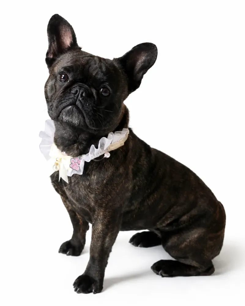 bouledogue-francais-vita-portrait-animal-photographe-dijon.jpg