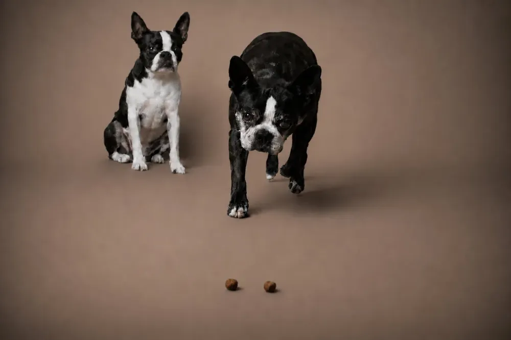 photographe-dijon-boston-terrier-photo-spontanee-chiens-studio-3.jpg
