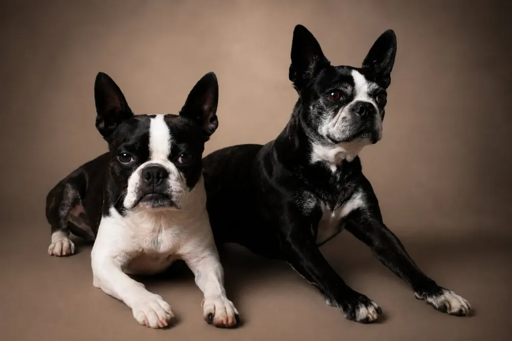 photographe-dijon-boston-terrier-portrait-chiens-studio-1.jpg