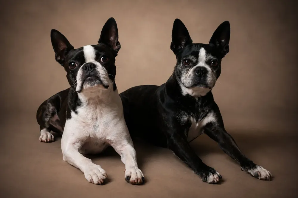 photographe-dijon-boston-terrier-seance-photo-chiens-studio-2.jpg