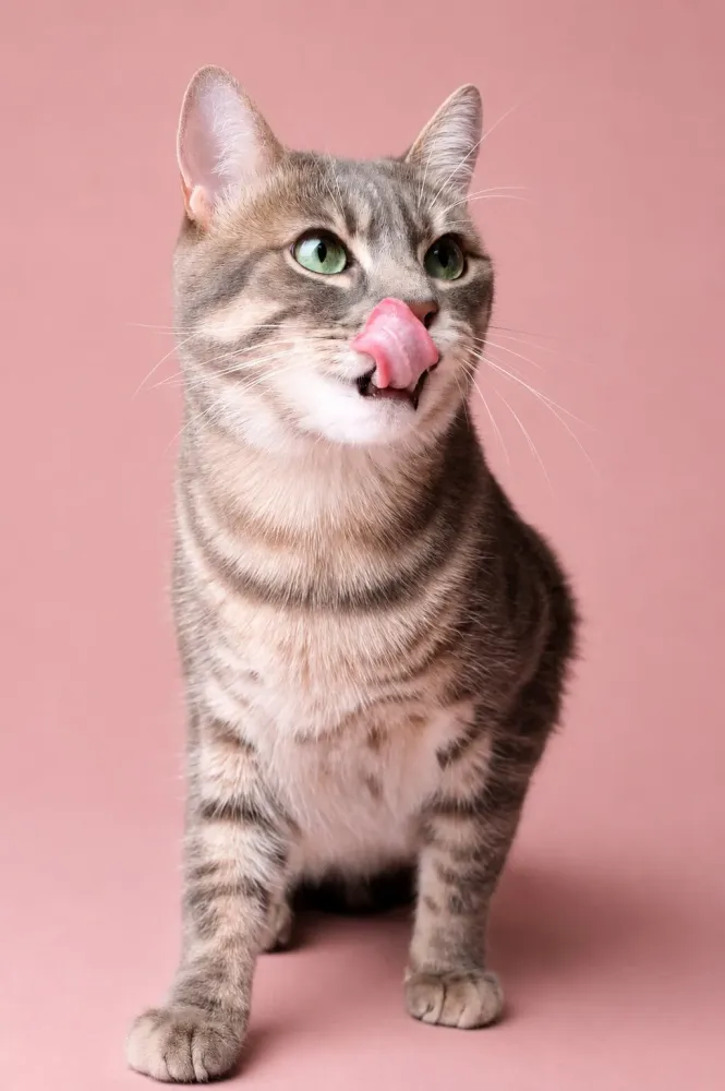 chat-helios-langue-sortie-photo-animaliere-dijon.jpg