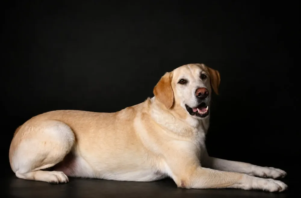 pepino-labrador-couche-portrait-chien-photographe-dijon