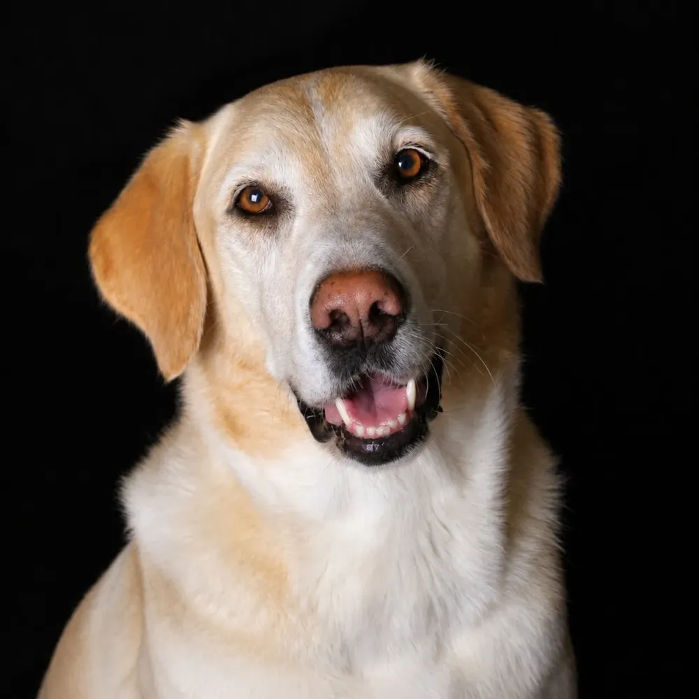 pepino-labrador-portrait-photo-animaliere-photographe-dijon