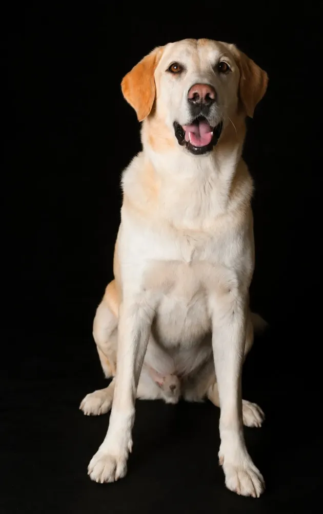 pepino-labrador-sable-seance-photo-chien-studio-dijon